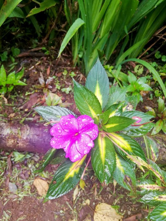 Cabanas Las Orquideas Zapotal  Exteriér fotografie